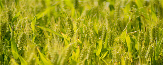 小麦根腐病用什么药防治（小麦根腐病用什么药防治已算数杀菌剂一算数乙算树）