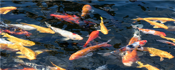 吊水鱼养殖方法（吊水鲩鱼养殖技术）