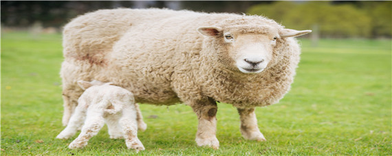 体型最大的绵羊品种 体型最大的绵羊品种排行榜