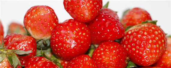 草莓各个时期的施肥方案 草莓如何施肥?什么时候施肥?