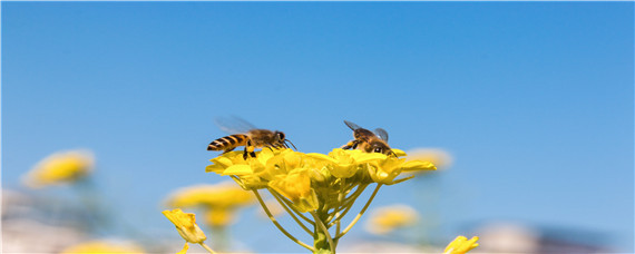 维持大群的中蜂品种 中蜂哪个品种能保持强群?