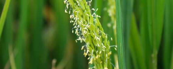 寒露风对晚稻有何影响（种植晚稻如何减轻寒露风的影响）