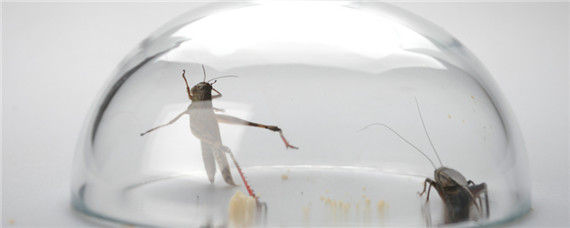 平头蟋蟀是什么品种（平头的蟋蟀是品种图片）