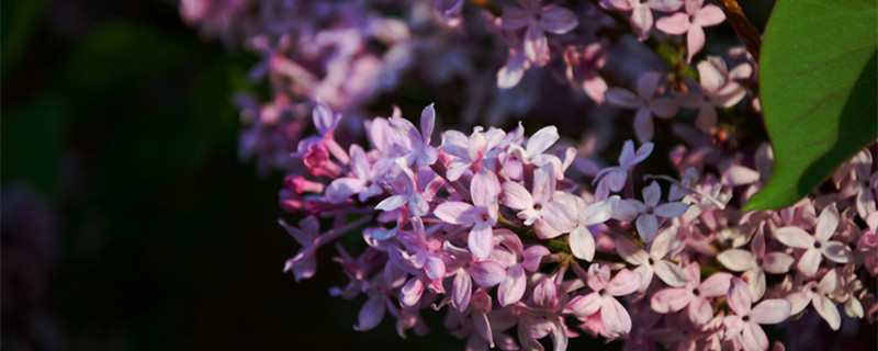 紫丁香的花语 紫丁香的花语是什么意思