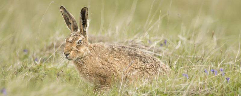 野兔的养殖前景，有哪些经济价值 野兔养殖利润分析