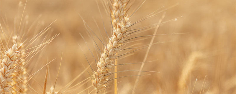 春小麦与冬小麦的时间区别 冬小麦和春小麦的时间