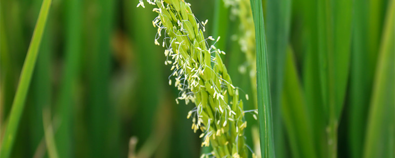 水稻花是两性花还是单性花（水稻是两性植物吗）