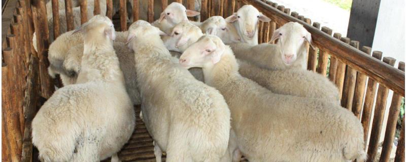湖羊养殖利润分析，附市场价格（湖羊养殖技术及价格）