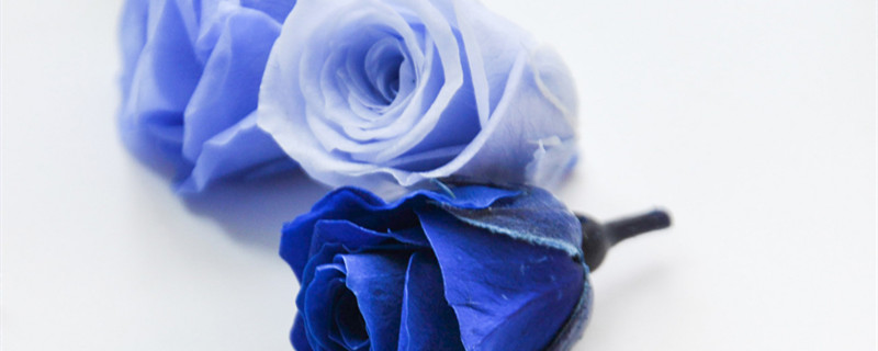 碎冰蓝玫瑰花语和寓意 密西根碎冰蓝玫瑰花语和寓意