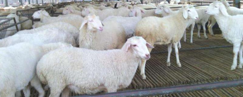 小尾寒羊养殖成本，以及利润分析 养殖小尾寒羊的利润和成本