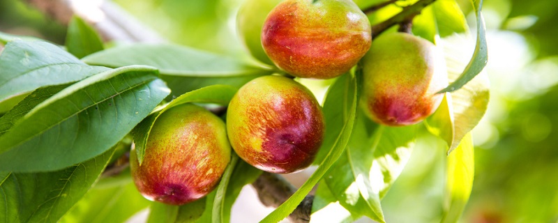 桃树施什么肥料 桃树可以施那种肥料