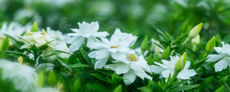 夏天很香的白色花叫什么（夏天很香的白色花叫什么,可以炒起来吃的）