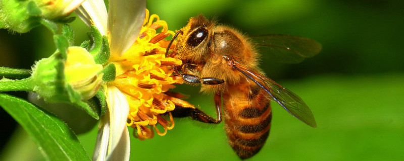 中华蜜蜂养殖入门实用技术