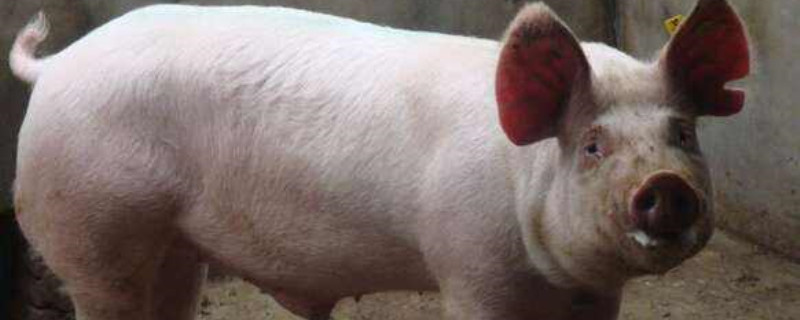 猪得了非洲猪瘟全死吗