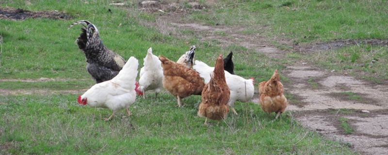 国外土鸡养殖方法