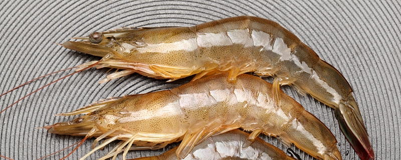 对虾和龙虾养殖方法 对虾怎么养殖技术