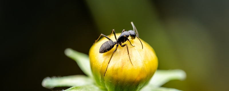 林下蚂蚁的养殖方法 怎么种蚂蚁森林