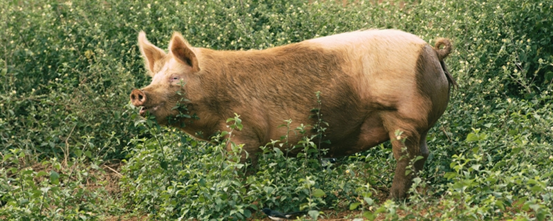 非洲猪瘟有土方法治吗