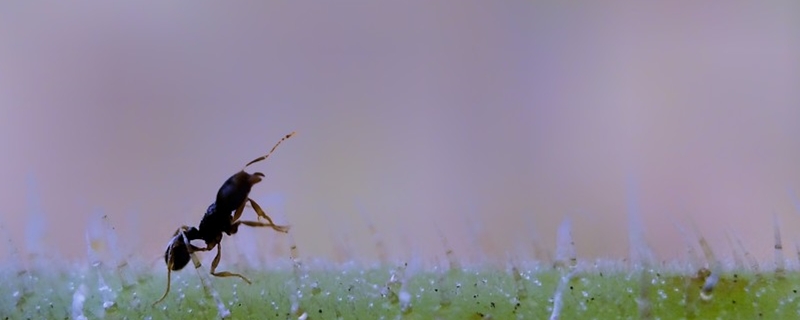 工蚁是公的还是母的（母蚁和工蚁是怎么区分的）