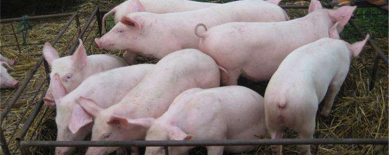 猪的繁殖周期多长时间