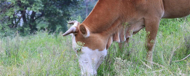 牛的尾巴有多长?