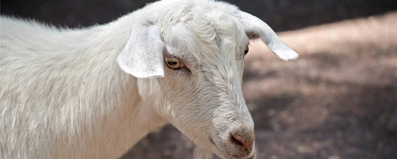 头胎母羊为什么产单羔