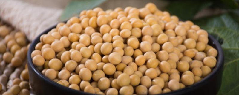 黄豆茬种玉米怎么解药害 豆茬种玉米受药害怎么解救