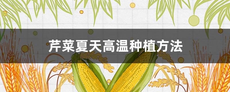 芹菜夏天高温种植方法