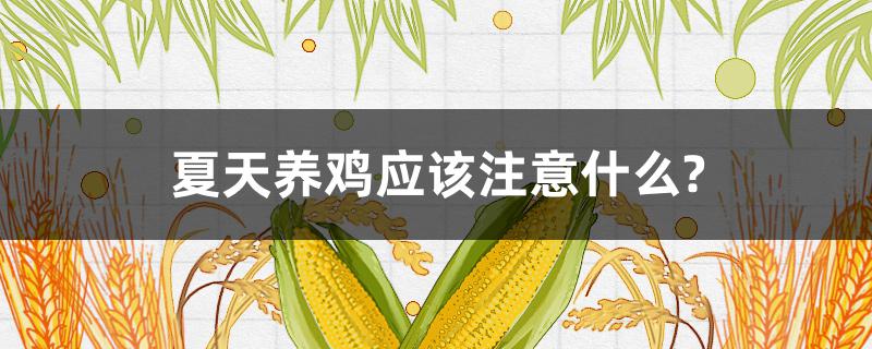 夏天养鸡应该注意什么?