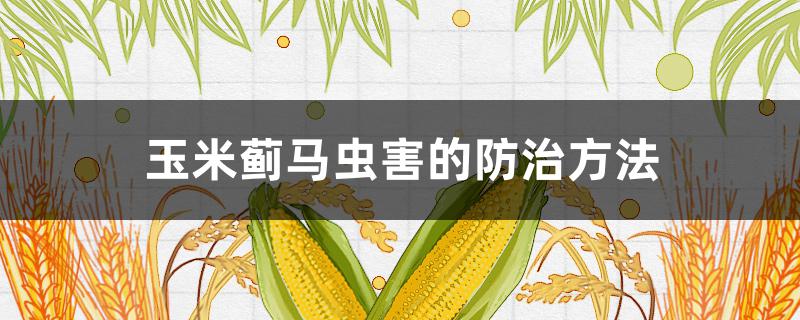 玉米蓟马虫害的防治方法