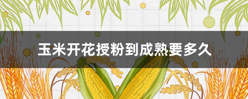 玉米开花授粉到成熟要多久