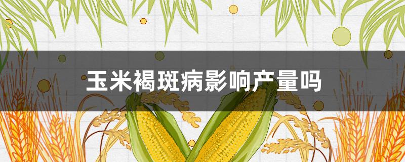 玉米褐斑病影响产量吗 玉米褐斑病对玉米的影响