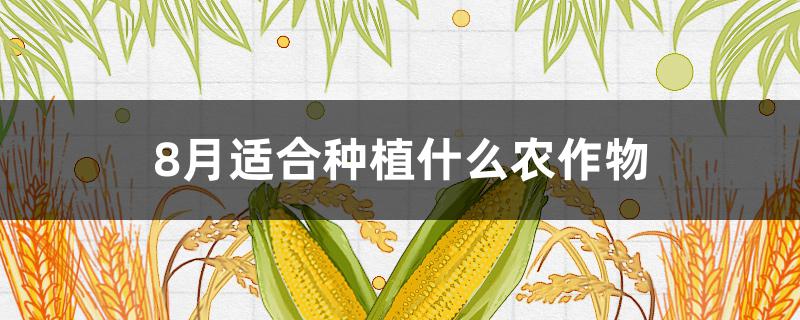 8月适合种植什么农作物