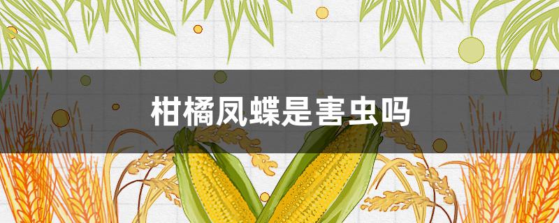 柑橘凤蝶是害虫吗（柑橘凤蝶是害虫吗?）