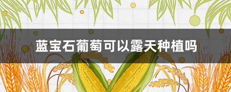 蓝宝石葡萄可以露天种植吗 蓝宝石葡萄不用大棚能种吗?