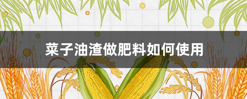 菜子油渣做肥料如何使用 油菜渣子怎么当肥料用