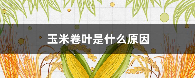 玉米卷叶是什么原因