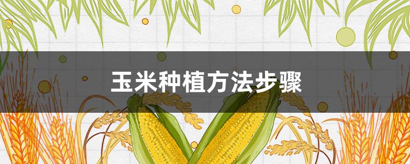 玉米种植方法步骤