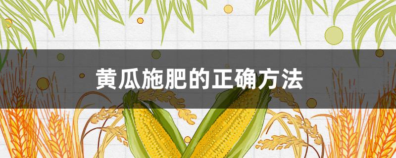 黄瓜施肥的正确方法