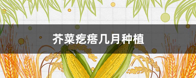 芥菜疙瘩几月种植（芥菜疙瘩的生长需要几个月?）