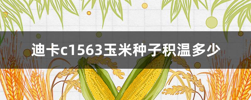 迪卡c1563玉米种子积温多少（迪卡c2235玉米种子积温多少）