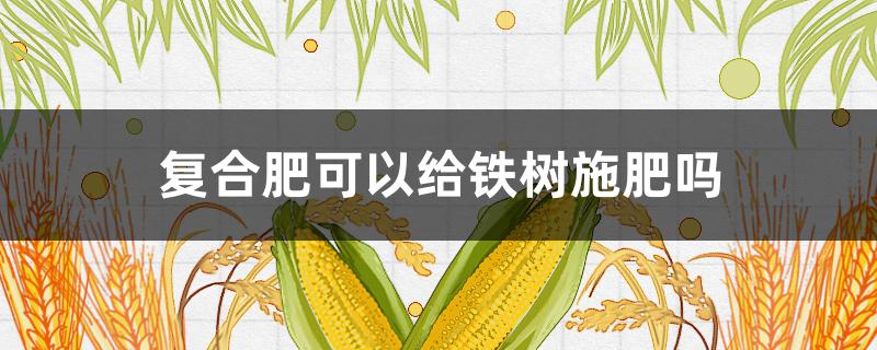 复合肥可以给铁树施肥吗