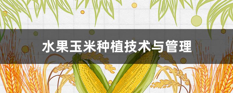 水果玉米种植技术与管理
