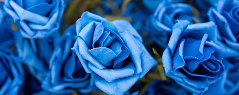蓝色妖姬的花语和寓意 蓝色妖姬的花语是