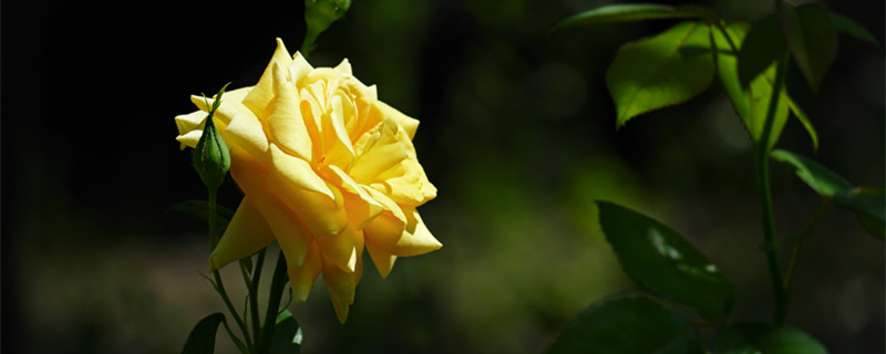 黄色玫瑰叫什么名字 黄色的玫瑰叫什么玫瑰