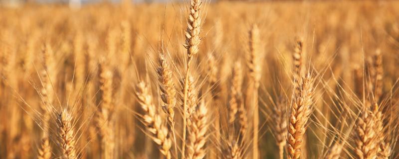 面粉价格上涨，小麦后市走势如何 小麦价格下降面粉需求如何变化
