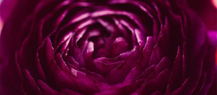 紫色玫瑰花语 紫色玫瑰花语是什么