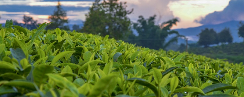 茶叶产地 茶叶产地在哪里