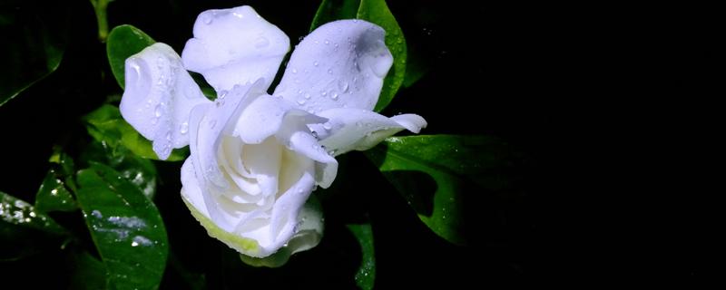 栀子花开有什么寓意 栀子花开有什么寓意都是白色的吗