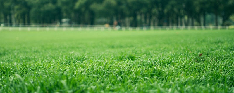 草坪专用除草剂哪个好 草坪专用除草剂哪个最有效